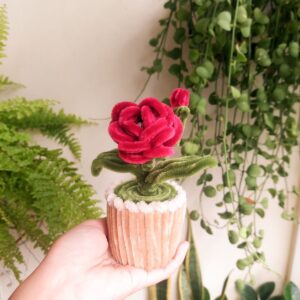 crimson velvet bloom